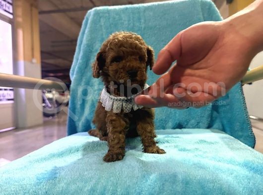 Erkek Dişi Show Kalite 2 Aylık Toy Poodle Yavruları görsel