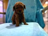 Erkek Dişi Show Kalite 2 Aylık Toy Poodle Yavruları