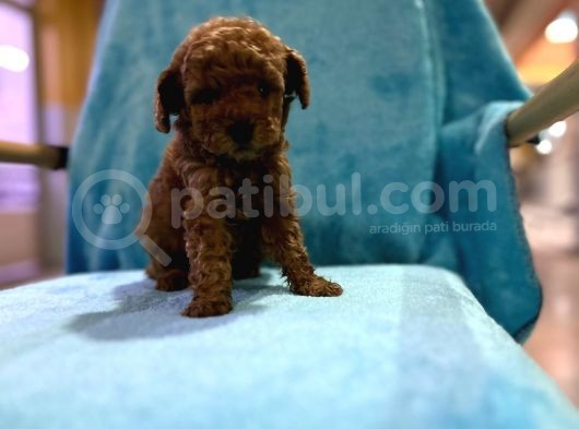 Erkek Dişi Show Kalite 2 Aylık Toy Poodle Yavruları görsel