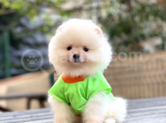 Show Kalite Pomeranian Boo Yavrular görsel