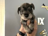 Çok Güzel Schnauzer Yavrularimiz