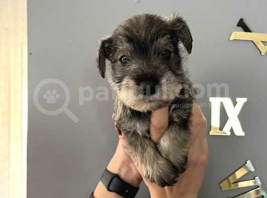 Çok Güzel Schnauzer Yavrularimiz görsel