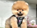 Show Kalite Pomeranian Boo Yavrular