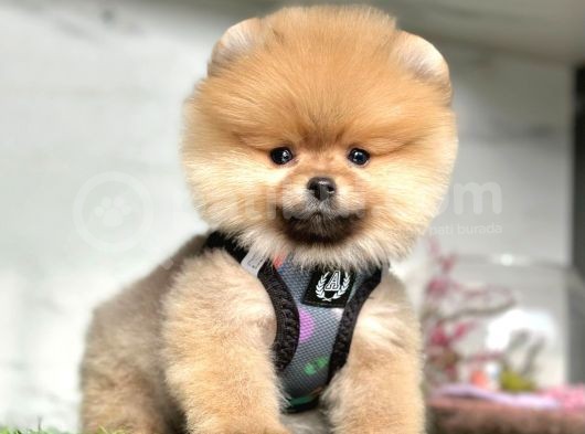 Show Kalite Pomeranian Boo Yavrular görsel