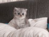 Oyuncu Dişi British Shorthair