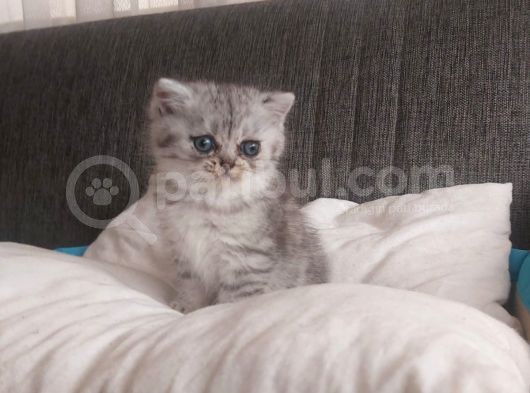Oyuncu Dişi British Shorthair