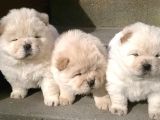 Chow Chow Çin Aslanı Yavrularımız