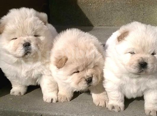 Chow Chow Çin Aslanı Yavrularımız