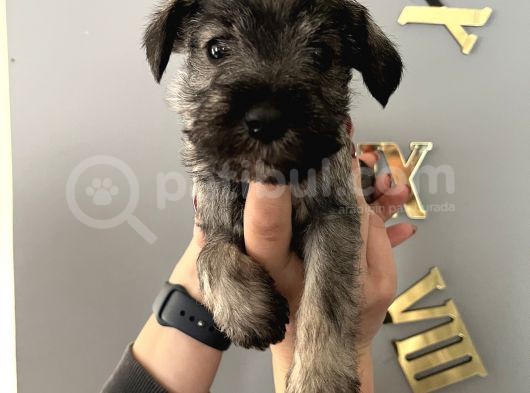 Çok Güzel Schnauzer Yavrularimiz görsel
