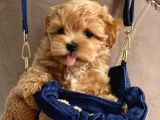 Sevimli Maltipoo Güzel Yüzlü Bebeklerimiz