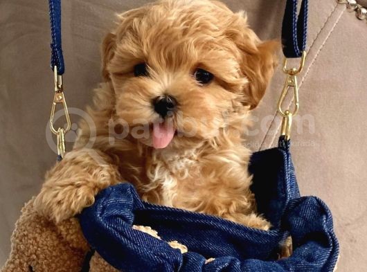Sevimli Maltipoo Güzel Yüzlü Bebeklerimiz görsel