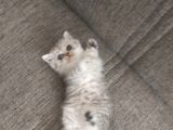 Oyuncu Dişi British Shorthair