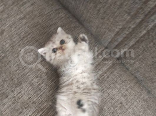 Oyuncu Dişi British Shorthair görsel