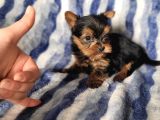 Yorkshire Mini Boy Yavru (Bursa Köpek Okulu)