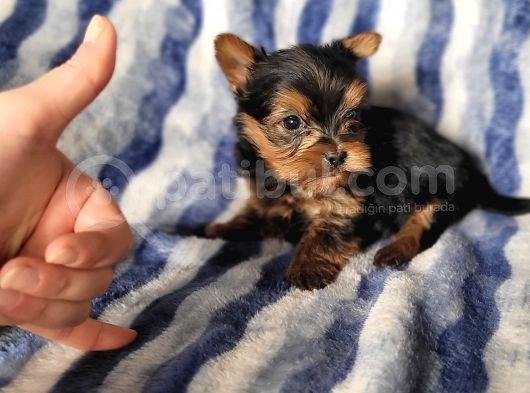 Yorkshire Mini Boy Yavru (Bursa Köpek Okulu) görsel