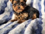Yorkshire Mini Boy Yavru (Bursa Köpek Okulu)