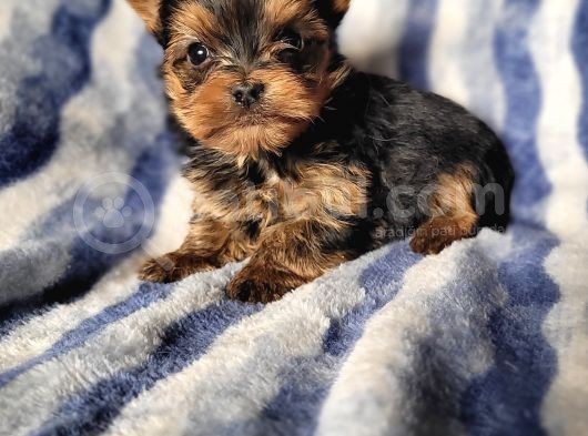 Yorkshire Mini Boy Yavru (Bursa Köpek Okulu) görsel