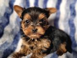 Yorkshire Mini Boy Yavru (Bursa Köpek Okulu)