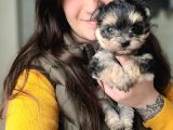 Morkie Yavru çok sevimli ve oyuncu