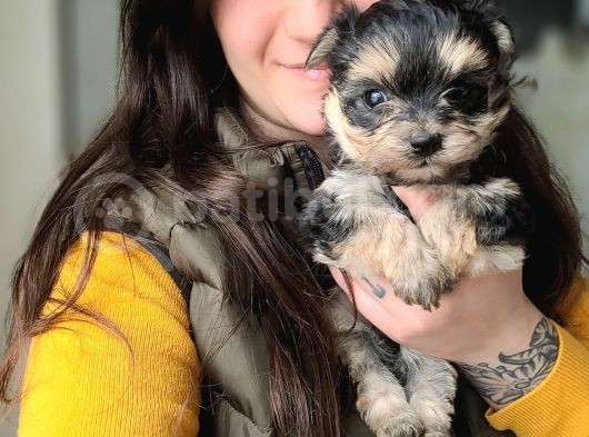 Morkie Yavru Çok Sevimli Ve Oyuncu