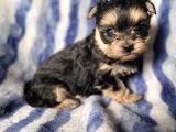 Morkie Yavru Çok Sevimli Ve Oyuncu