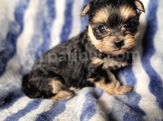 Morkie Yavru Çok Sevimli Ve Oyuncu görsel