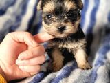 Morkie Yavru Çok Sevimli Ve Oyuncu
