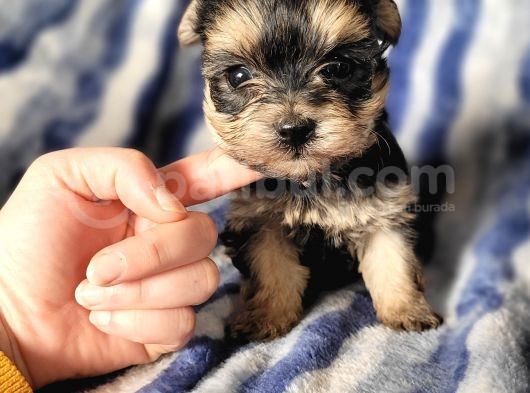 Morkie Yavru Çok Sevimli Ve Oyuncu görsel