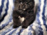 Pomeranian Yavrular (Bursa Köpek Okulu)