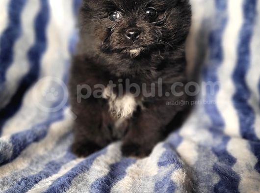 Pomeranian Yavrular (Bursa Köpek Okulu) görsel