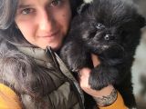 Pomeranian Yavrular (Bursa Köpek Okulu)