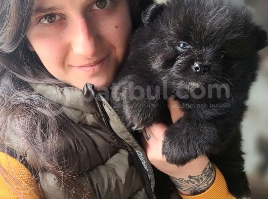 Pomeranian Yavrular (Bursa Köpek Okulu) görsel
