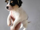 Jack Russell Yavrular