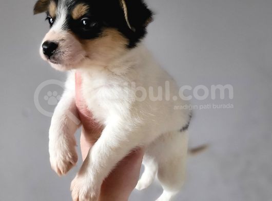 Jack Russell Yavrular görsel