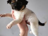 Jack Russell Yavrular