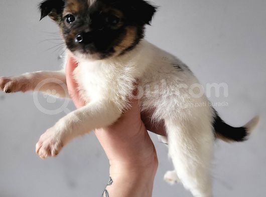 Jack Russell Yavrular görsel