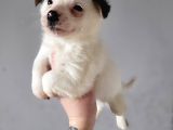 Jack Russell Yavrular