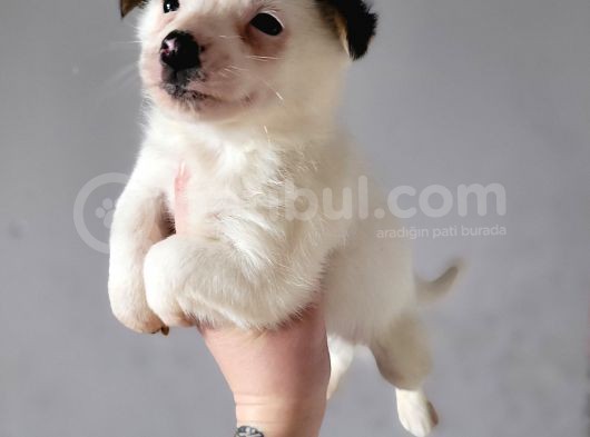 Jack Russell Yavrular