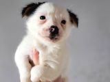 Jack Russell Yavrular