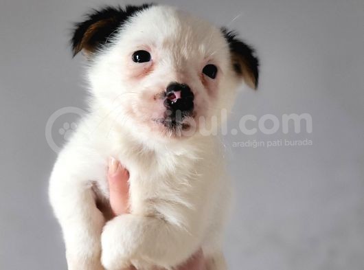 Jack Russell Yavrular görsel