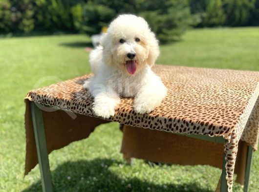 Turkiyede Tek Standart Poodle Bebeklerimiz