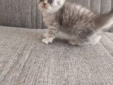 Oyuncu Dişi British Shorthair