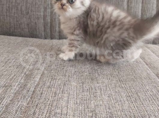 Oyuncu Dişi British Shorthair görsel