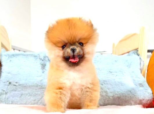 Orange Pomerani̇an Boo görsel