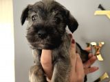 Çok Güzel Schnauzer Yavrularimiz