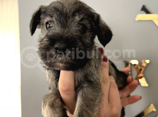Çok Güzel Schnauzer Yavrularimiz görsel