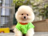 Show Kalite Pomeranian Boo Yavrular