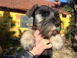 ÇOK GÜZEL SCHNAUZER YAVRULARIMIZ