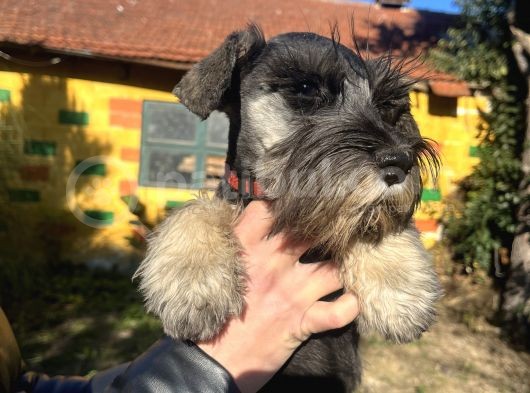 Çok Güzel Schnauzer Yavrularimiz