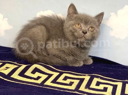 Safkan Bri̇ti̇sh Shorthai̇r Yavru İsteyenlere Özel Yavrularimiz görsel
